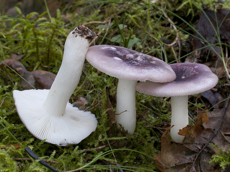 Russula fragilis